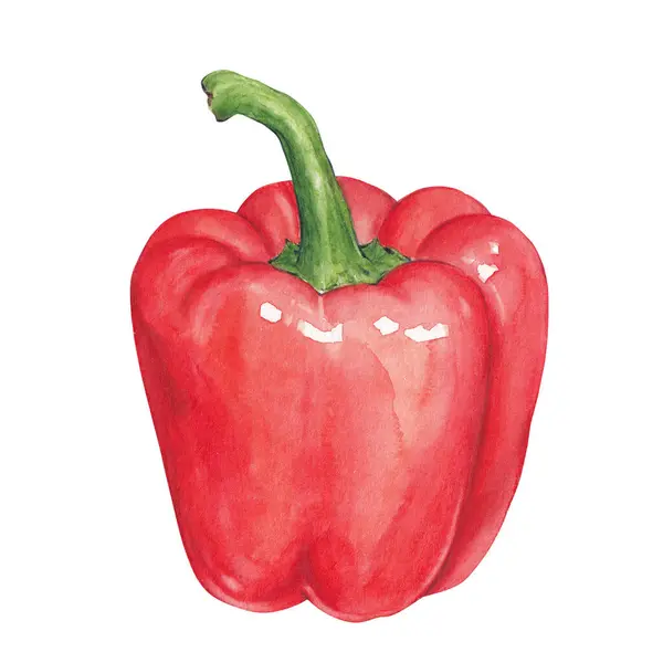水彩赤い鐘ペッパー 手描き野菜 ロイヤリティフリーのストック写真