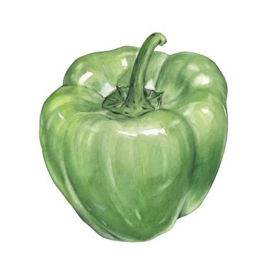 Suluboya yeşil çan biberi çizimi, el yapımı sebze.