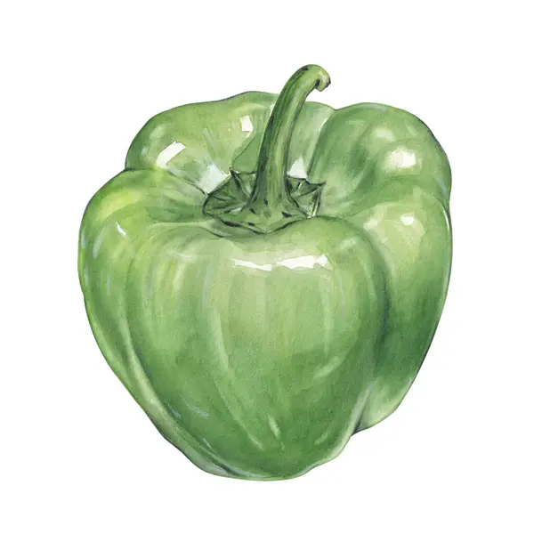 水彩グリーンベルペッパーイラスト 手描き野菜 ロイヤリティフリーのストック画像