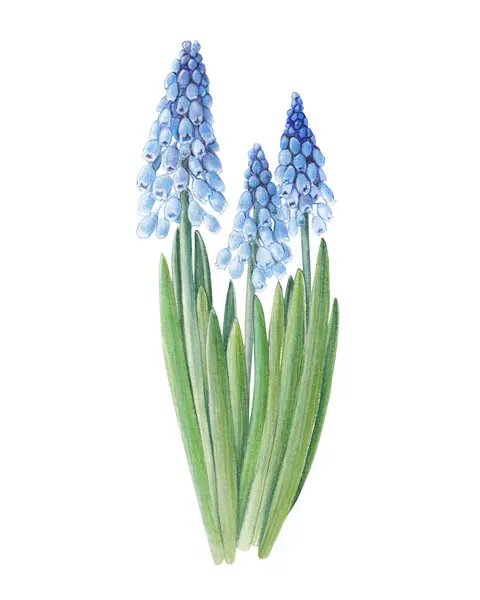 ウォーターカラーブルーのムスカリの花 植物図 ロイヤリティフリーのストック写真