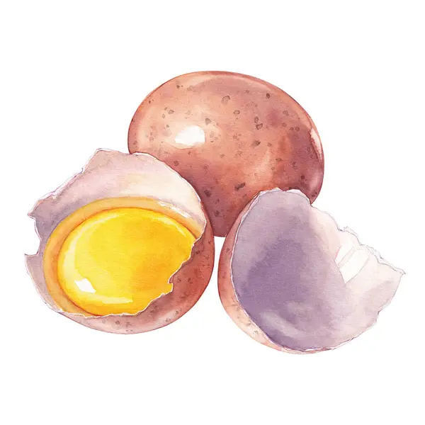水彩の壊れた鶏の茶色の卵 食材イラストを調理する ロイヤリティフリーのストック写真
