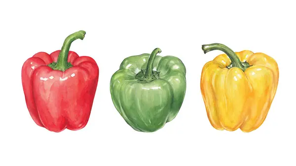 水彩色のベルペッパーのセット ホワイト 手描き野菜 ストック写真