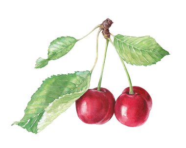 Yapraklı suluboya tatlı kiraz