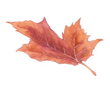 Kahverengi akçaağaç yaprağı. Sonbahar çizimi