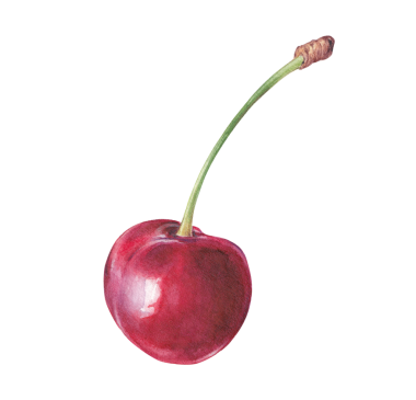 Bir sapta suluboya olgun kiraz, elle çizilmiş botanik illüstrasyon