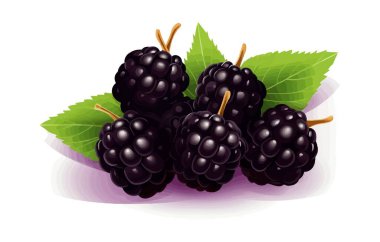 Blackberry vektörü yassı minimalistik izole vektör biçimi çizimi