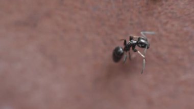 Antenini temizleyen bir karıncaya yaklaş. Ve kendini temizliyor Makro Vuruşu