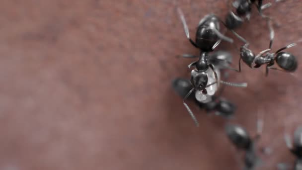 Makro Strzał Mrówkami Jajkami Tło — Wideo stockowe