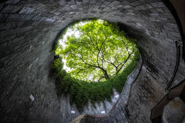Туннель Деревьями Парке Форт Каннинг Знаменитое Фото Сингапуре — стоковое фото