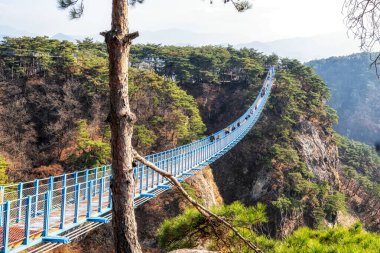 Sogeumsan süspansiyon kuş bakışı ve etrafındaki çam ağacı ormanı. Wonju, Güney Kore 'de ünlü bir turist merkezi. 12 Kasım 2022 'de çekildi.