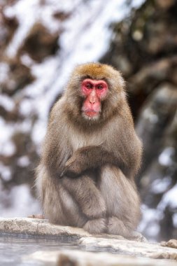 Snow monkeys also called Japanese macaque relaxing by the hot spring water in Jigokudani Monkey Park in Nagano prefecture, Japan.