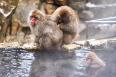Snow monkeys also called Japanese macaque relaxing by the hot spring water in Jigokudani Monkey Park in Nagano prefecture, Japan.