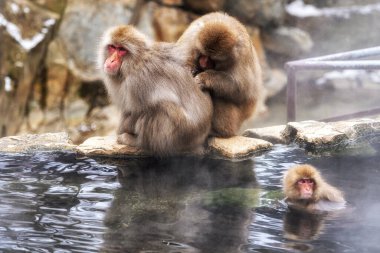 Snow monkeys also called Japanese macaque relaxing by the hot spring water in Jigokudani Monkey Park in Nagano prefecture, Japan.