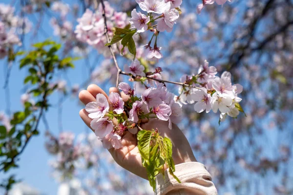 Woman Holding Cherry Blossom Her Hand Taken Spring Blooming Season — Stock Photo, Image