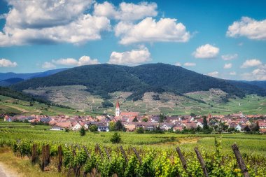 Ammerschwihr manzarası ve ünlü büyük sarmaşık bahçeleri. Fransa 'nın Alsace bölgesinde çekildi