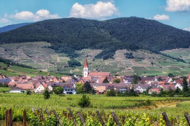Ammerschwihr manzarası ve ünlü büyük sarmaşık bahçeleri. Fransa 'nın Alsace bölgesinde çekildi