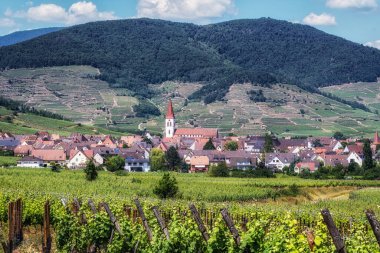 Ammerschwihr manzarası ve ünlü büyük sarmaşık bahçeleri. Fransa 'nın Alsace bölgesinde çekildi