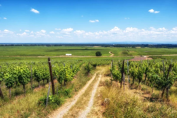 Alsaská Vinařská Trasa Vinicích Alsaska Francii — Stock fotografie