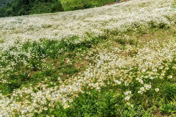 stock image Shasta daisy flowers in Yukbaekmajigi in Cheongok Mountain, Pyeongchang, South Korea