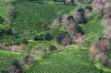 Sabahın erken saatlerinde çekilmiş Sapa Green Tea çiftliğinin görüntüsü. Sapa, Vietnam 'daki ünlü bakış açısı