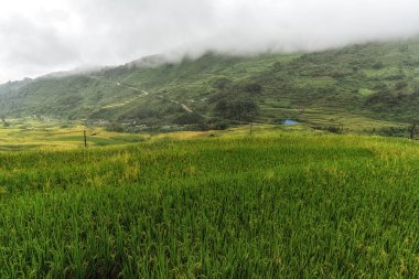 Sapa pirinç tarlalarını hasat mevsiminden hemen önce aldı. Pirinç tarlasına benzeyen dağlık araziler. Sapa, Vietnam.