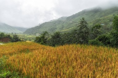 Sapa pirinç tarlalarını hasat mevsiminden hemen önce aldı. Pirinç tarlasına benzeyen dağlık araziler. Sapa, Vietnam 'da çekildi..