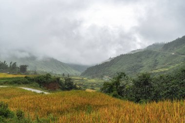 Sapa pirinç tarlalarını hasat mevsiminden hemen önce aldı. Pirinç tarlasına benzeyen dağlık araziler. Sapa, Vietnam 'da çekildi..