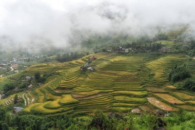 Sapa pirinç tarlalarını hasat mevsiminden hemen önce aldı. Sapa, Vietnam 'da çekilen yağmur sisi ile kaplı pirinç terası manzarası.