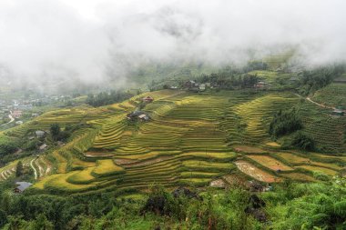 Sapa pirinç tarlalarını hasat mevsiminden hemen önce aldı. Sapa, Vietnam 'da çekilen yağmur sisi ile kaplı pirinç terası manzarası.