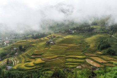 Sapa pirinç tarlalarını hasat mevsiminden hemen önce aldı. Sapa, Vietnam 'da çekilen yağmur sisi ile kaplı pirinç terası manzarası.