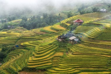 Sapa 'da küçük bir çiftlik evi hasat mevsiminden hemen önce pirinç tarlaları alınmıştı. Sapa, Vietnam 'da çekilen yağmur sisi ile kaplı pirinç terası manzarası.