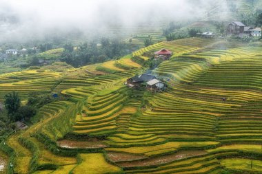 Sapa 'da küçük bir çiftlik evi hasat mevsiminden hemen önce pirinç tarlaları alınmıştı. Sapa, Vietnam 'da çekilen yağmur sisi ile kaplı pirinç terası manzarası.