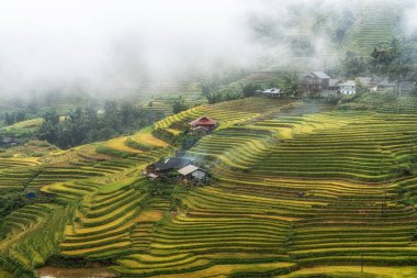 Sapa 'da küçük bir çiftlik evi hasat mevsiminden hemen önce pirinç tarlaları alınmıştı. Sapa, Vietnam 'da çekilen yağmur sisi ile kaplı pirinç terası manzarası.