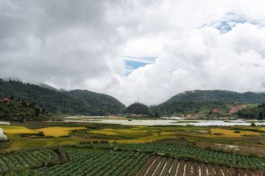 Sapa pirinç tarlalarını hasat mevsiminden hemen önce aldı. Pirinç tarlasına benzeyen dağlık araziler. Sapa, Vietnam 'da çekildi..