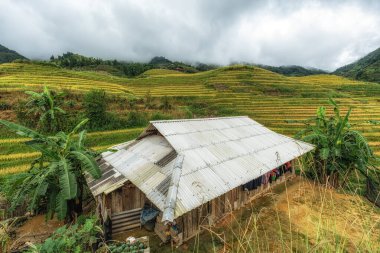 Sapa, Vietnam 'da pirinç tarlalarının arka plan manzaralı küçük bir çiftlik evi. Yağmur mevsiminde çekildi