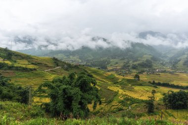 Sapa pirinç tarlası hasat mevsiminde Lao Chai 'nin yakınından çekildi. Dağlar ve tarlalar pirinç tarlalarına oyulmuş. Sapa, Vietnam 'ın ünlü simgesi.