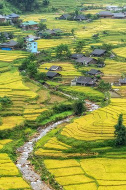 Sapa pirinç tarlası hasat mevsiminde Lao Chai 'nin yakınından çekildi. Dağlar ve tarlalar pirinç tarlalarına oyulmuş. Sapa, Vietnam 'ın ünlü simgesi.