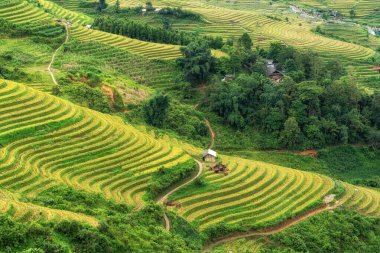 Sapa Vietnam 'daki pirinç teraslarının arasındaki dağ ve tepelerin manzarası