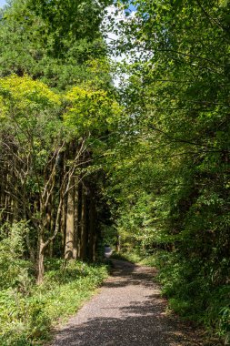 Orman ve ağaçlarla çevrili Nakasendo yürüyüş patikası. Kiso Vadisi 'nde Magome' dan Tsumago 'ya kadar meşhur patika.