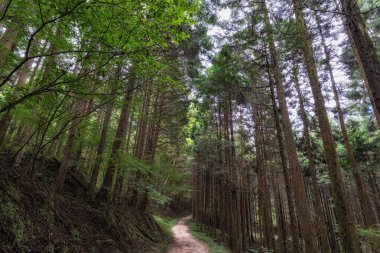 Orman ve ağaçlarla çevrili Nakasendo yürüyüş patikası. Kiso Vadisi 'nde Magome' dan Tsumago 'ya kadar meşhur patika.