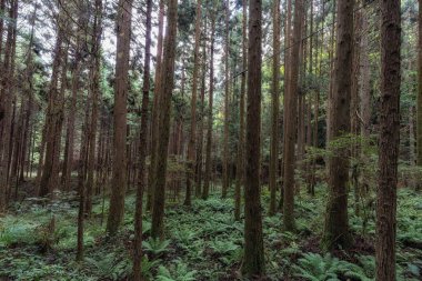 Orman ve ağaçlarla çevrili Nakasendo yürüyüş patikası. Kiso Vadisi 'nde Magome' dan Tsumago 'ya kadar meşhur patika.