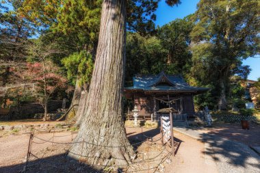Shuzenji 'deki Hie Tapınağı büyük bir sedir ağacıyla alındı. Shuzenji, Japonya 'nın ünlü simgesi.