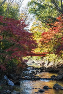 Katsura Nehri 'ni çevreleyen sonbahar yeşillik rengi ve Shuzenji, Japonya' da kırmızı ahşap bir köprü