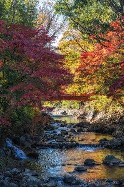 Autumn fall foliage color surrounding Katsura River and a red wooden bridge in Shuzenji, Japan clipart