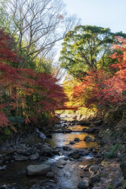 Autumn fall foliage color surrounding Katsura River and a red wooden bridge in Shuzenji, Japan clipart