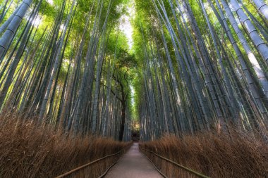 Sabahın erken saatlerinde Arashiyama Bambu Ormanı. Japonya 'nın Kyoto şehrinde ünlü bir seyahat merkezi.