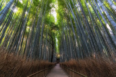 Sabahın erken saatlerinde Arashiyama Bambu Ormanı. Japonya 'nın Kyoto şehrinde ünlü bir seyahat merkezi.