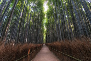 Sabahın erken saatlerinde Arashiyama Bambu Ormanı. Japonya 'nın Kyoto şehrinde ünlü bir seyahat merkezi.