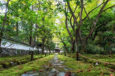 Saihoji Kokedera Tapınağı 'nda yosunlarla çevrili küçük bir yol. Japonya 'nın Kyoto kentindeki ünlü UNESCO binası
