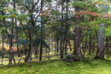 Saihoji Kokedera Tapınağı yosun bahçesi ve sonbahar yaprakları manzarası. Japonya 'nın Kyoto kentindeki ünlü UNESCO binası
